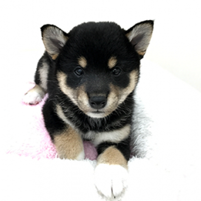 柴犬