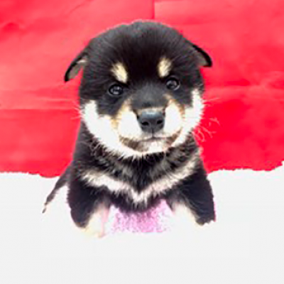 柴犬