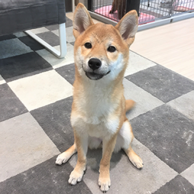 柴犬