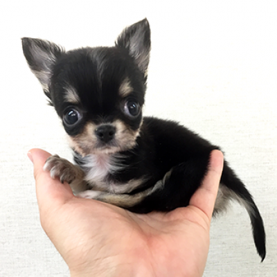チワワ