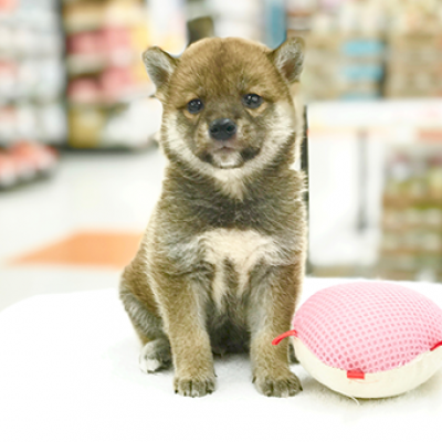 柴犬