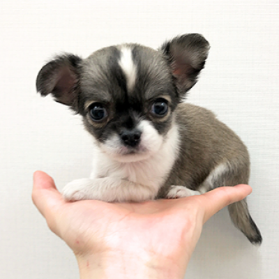 チワワ