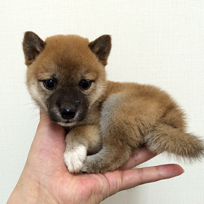 柴犬