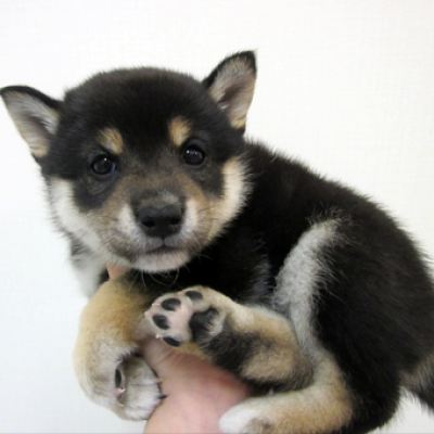 柴犬