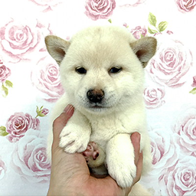 柴犬