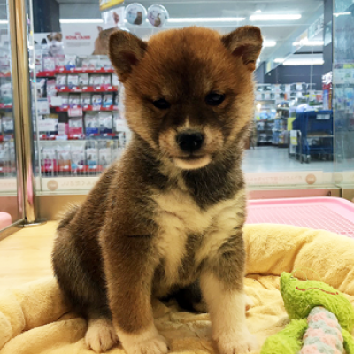 柴犬