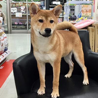 柴犬