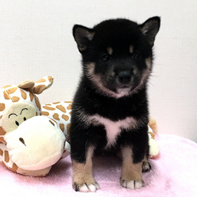 柴犬