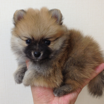 ポメラニアン