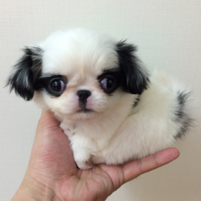 狆