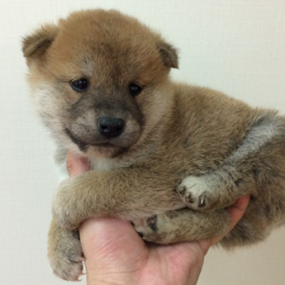 柴犬