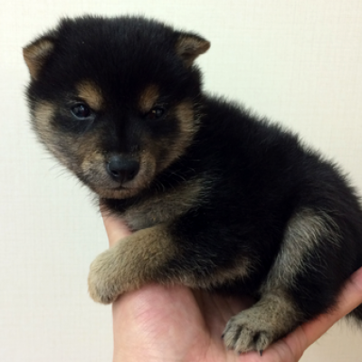 柴犬