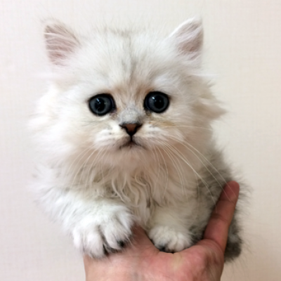 ペルシャ