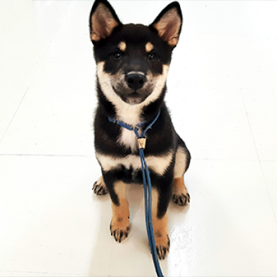 柴犬