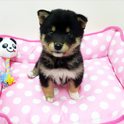 柴犬