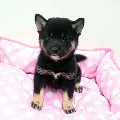 柴犬