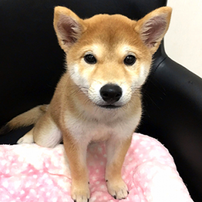 柴犬
