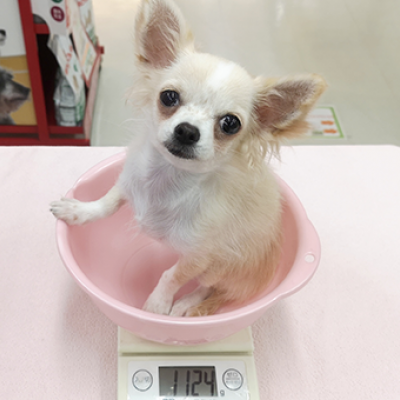 チワワ