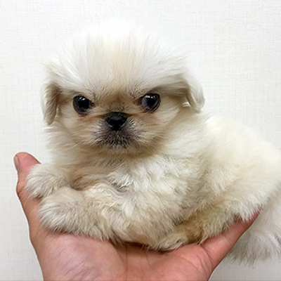 ペキニーズ