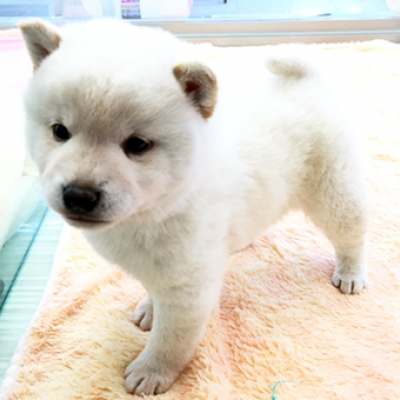 柴犬