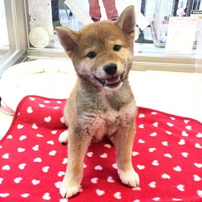 柴犬