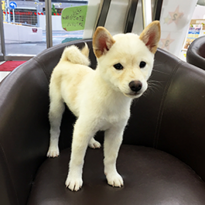 柴犬
