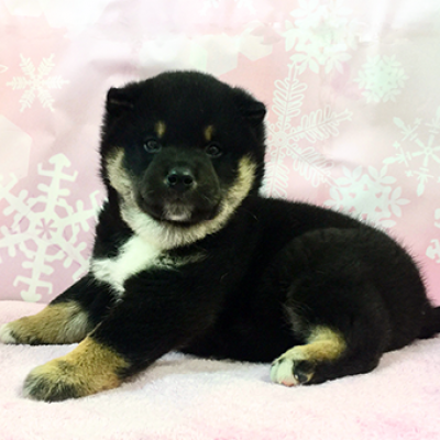柴犬