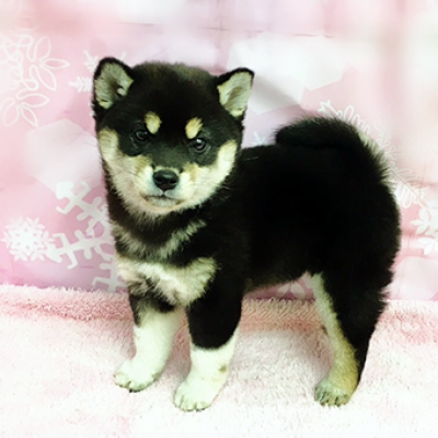 柴犬