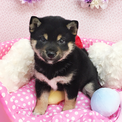 柴犬