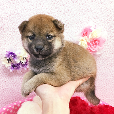 柴犬