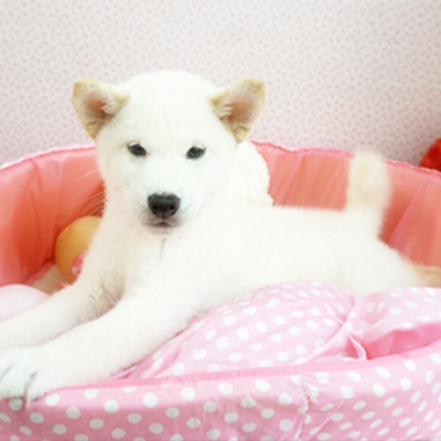 柴犬