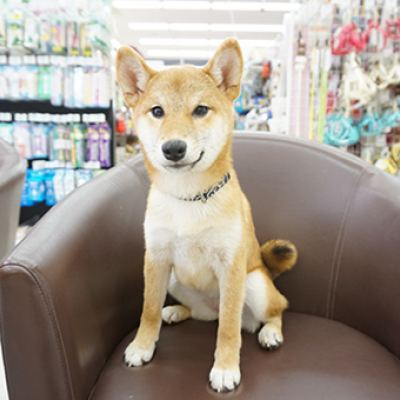 柴犬