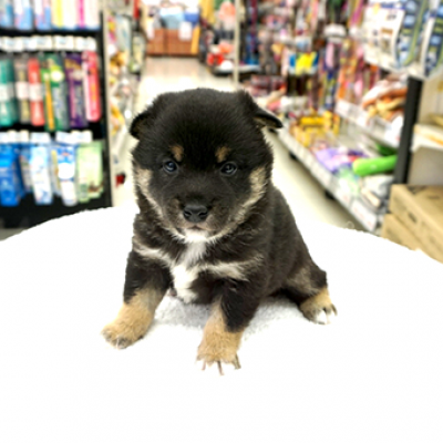 柴犬
