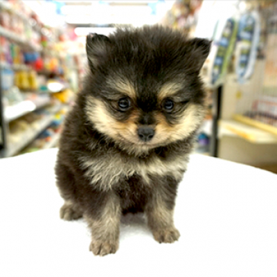 ポメラニアン