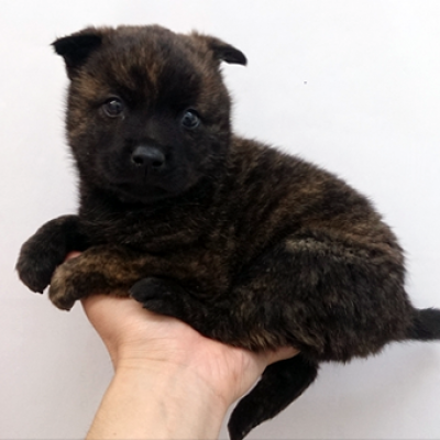 甲斐犬