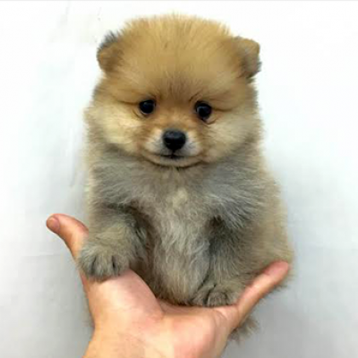 ポメラニアン