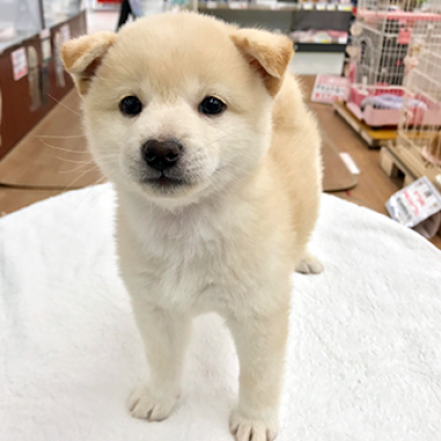 柴犬