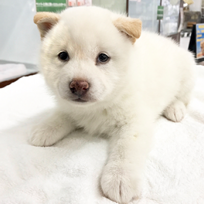 柴犬