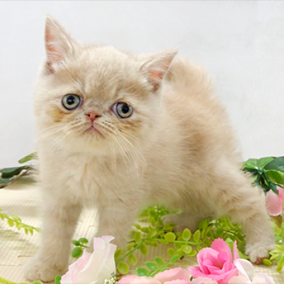 エキゾチック