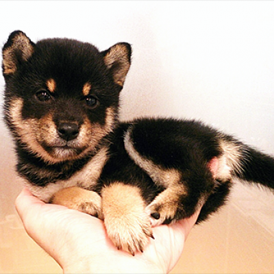 柴犬