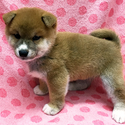柴犬