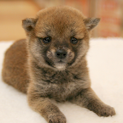 柴犬