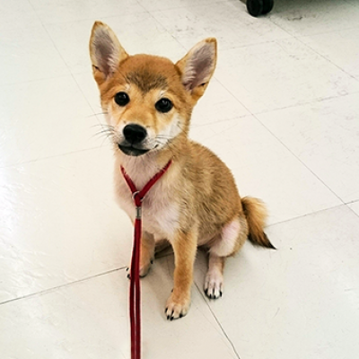 柴犬