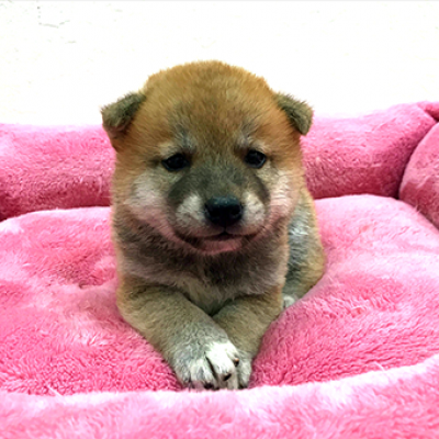 柴犬