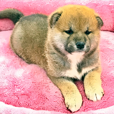 柴犬