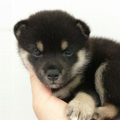 柴犬