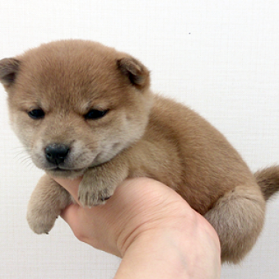 柴犬