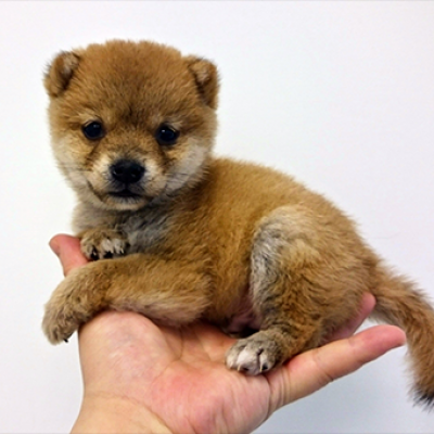 柴犬