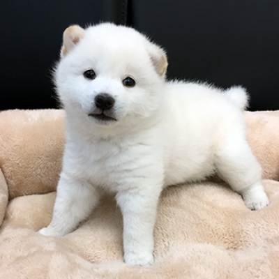 柴犬