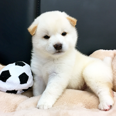 柴犬